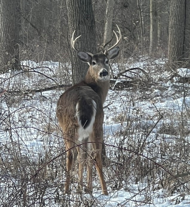 White Tailed Buck facing the camera