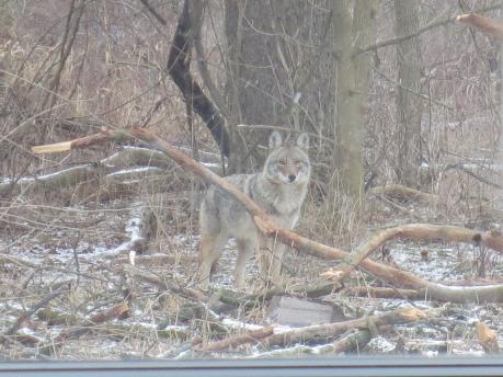 Coyote stares into the wildlife observation room at the Environmental Interpretive Center (EIC)