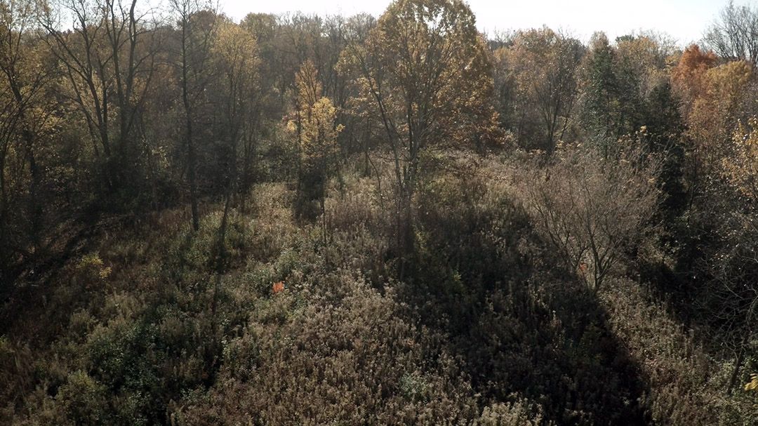 Old-field, birds eye looking down onto forest of mature trees.