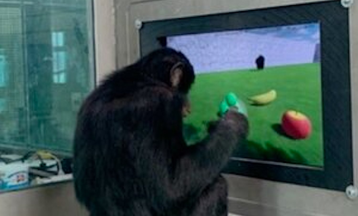 A bonobo works in Francine Dolins research lab