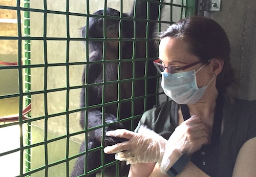 Psychology Associate Professor Francine Dolins with Teco Bonobo