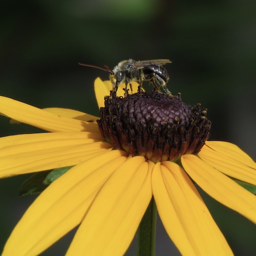  A native solitary bee species on a Black-eyed Susan flower. Black-eyed Susan's are part of the Rose Garden Prairie 