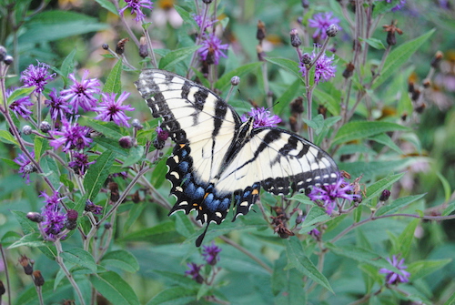 Eastern Tiger Swallowtail butterfly on ironweed