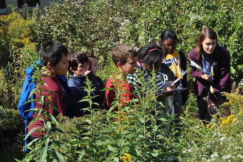 Elementary students learning about plants in the field