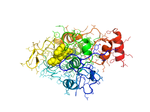 Riboflavin binding protein