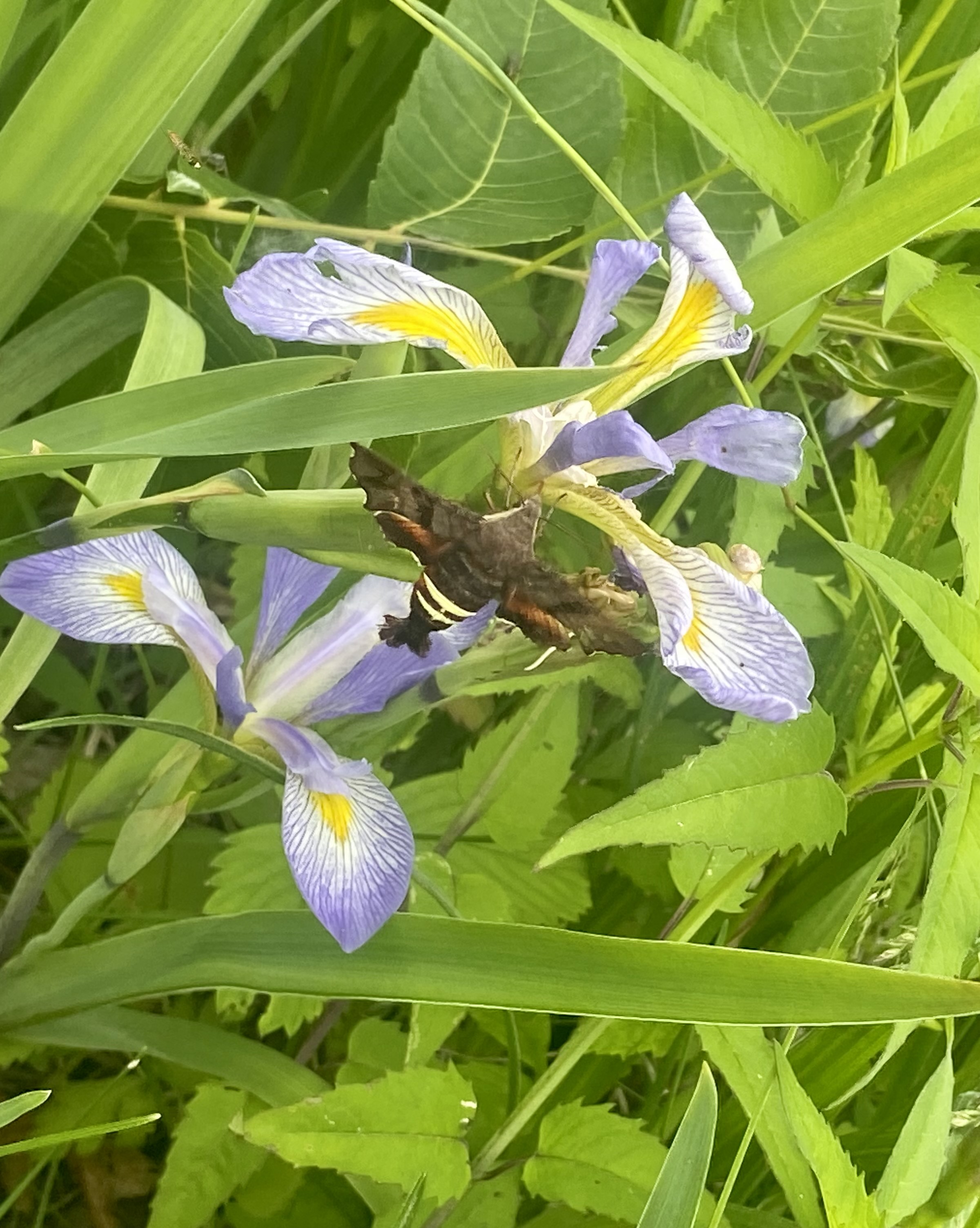 The Nessus sphinx moth gets a snack in the pollinator garden. Photo/Sarah Tuxbury