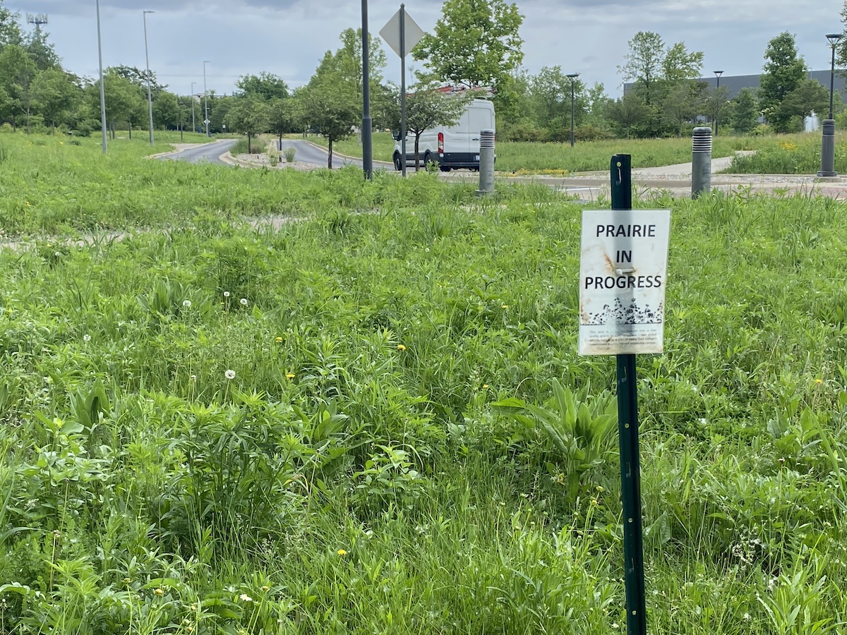 A bioswale in the Henry Ford college parking lot