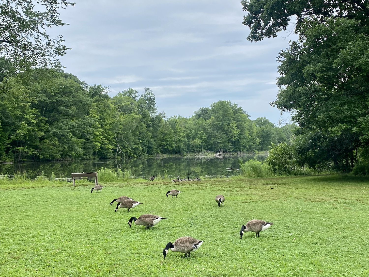 Geese snacking by Fair Lake Lake