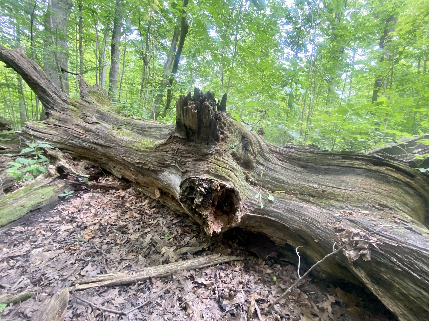 White Oak in the EIC area that is more than 300 years old