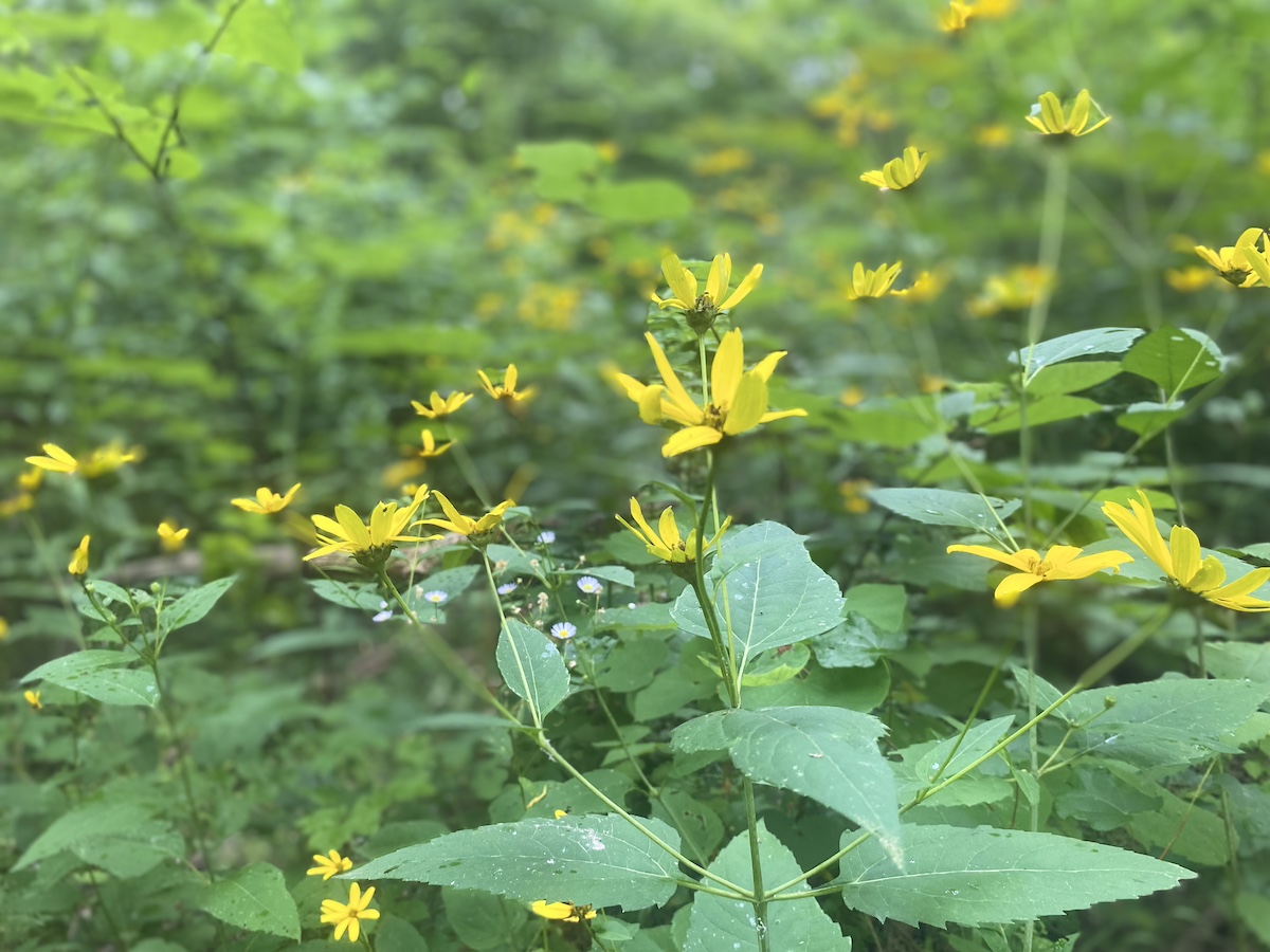 False sunflower 