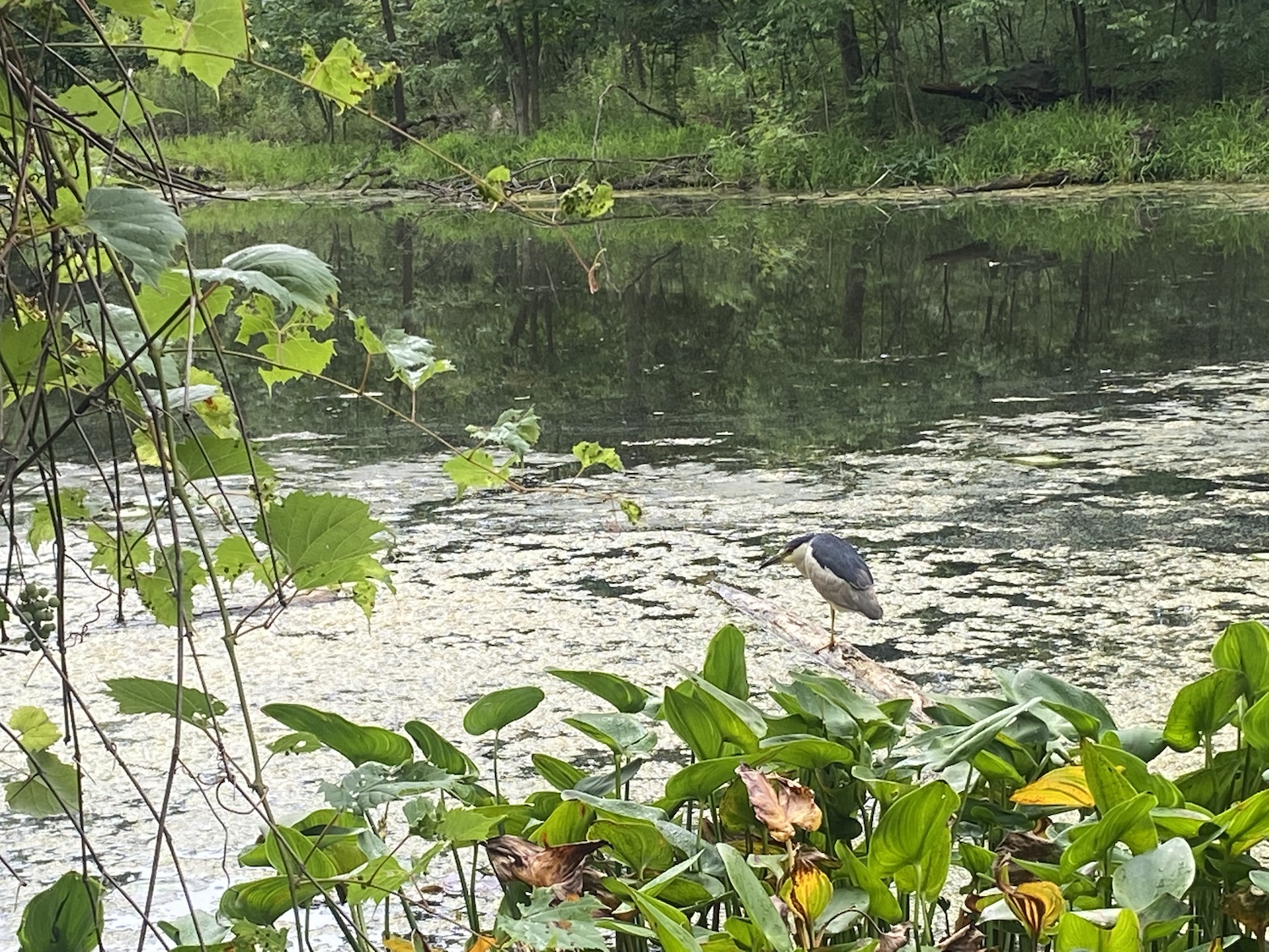 A heron bird on Fair Lane Lake