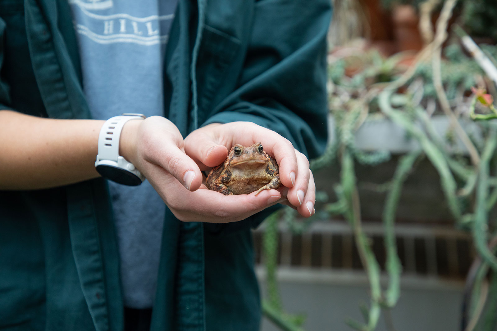 a frog in the greenhouse