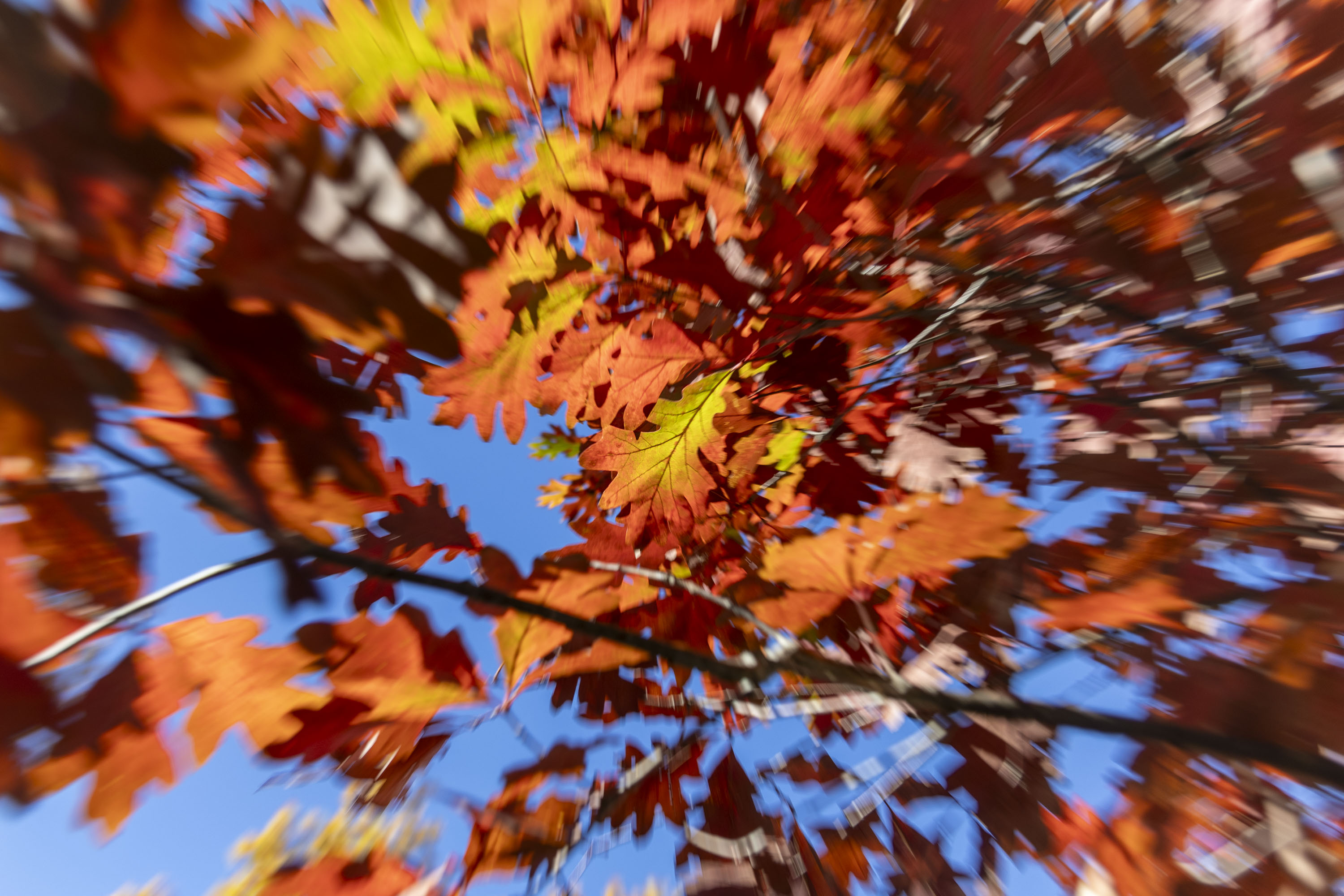 A red oak tree on campus