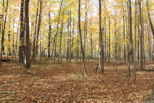 forest of beech maples, bright yellow leaves pictured on trees, leaves on ground