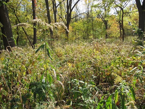 meadow of tall golden alexander starting to form seedpods on stalks.