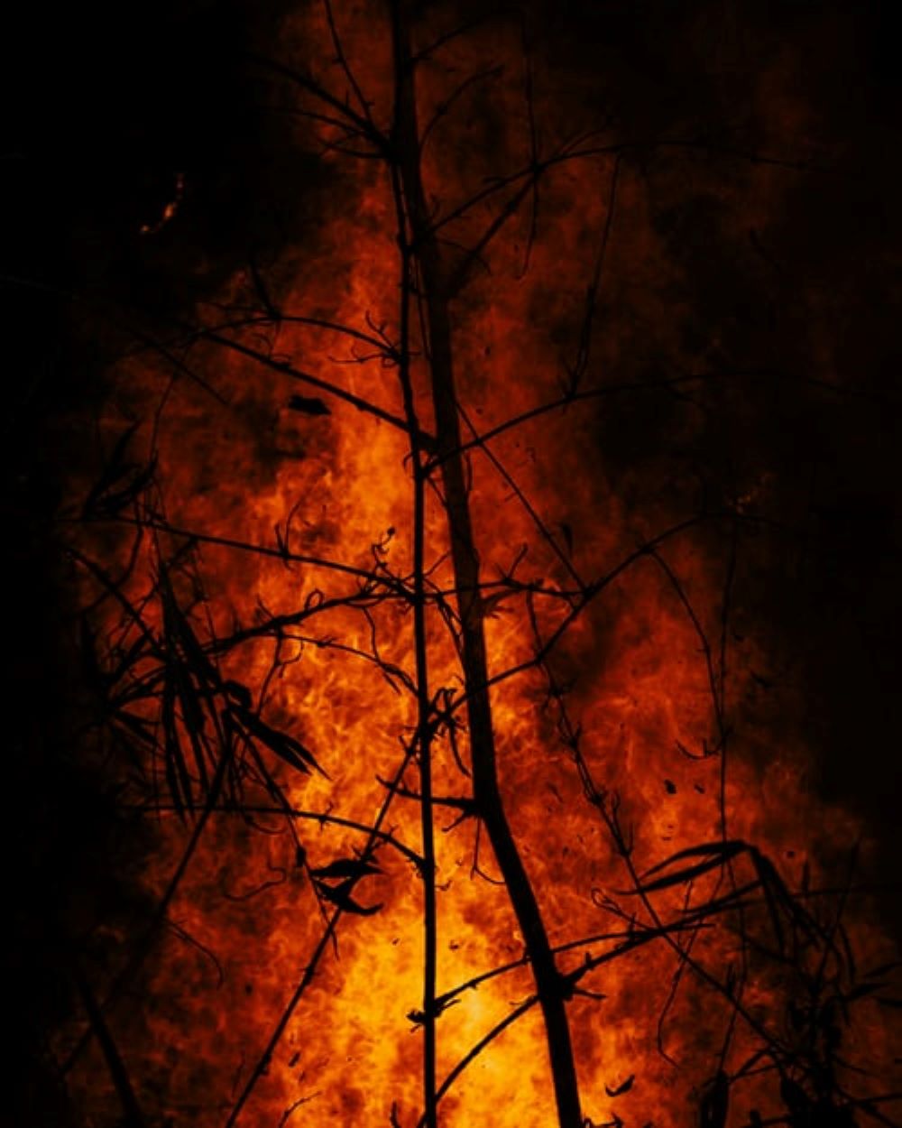 Tree burning in wildfire.