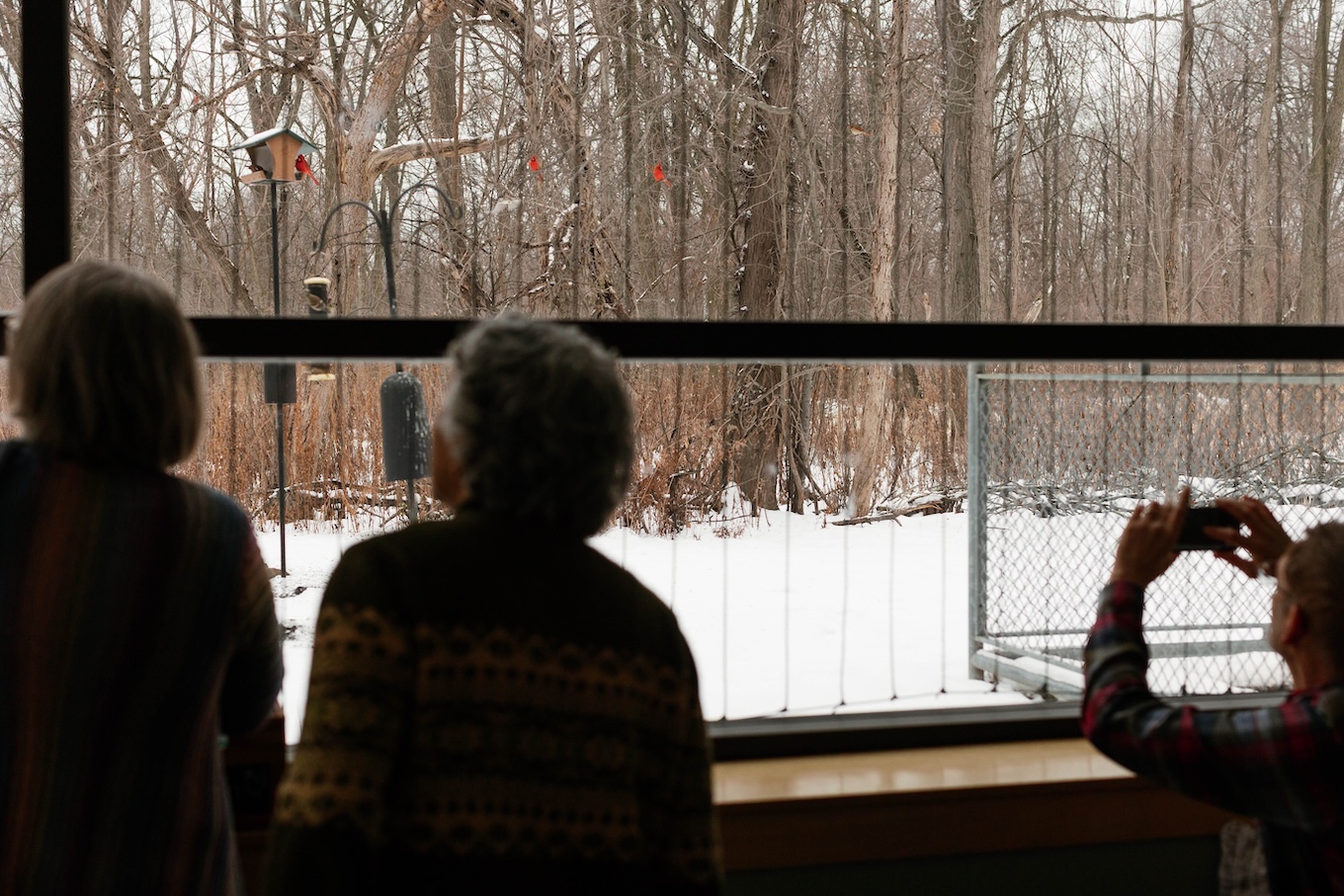 People look out a large window at several red cardinals perched on snowy branches.