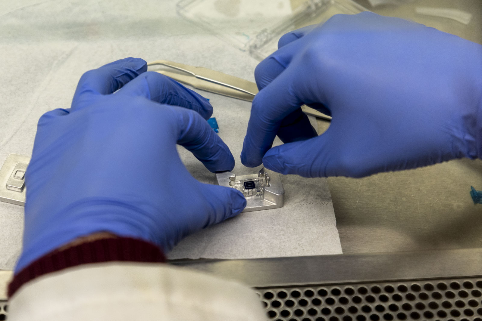 A close-up view of hands in blue nitrile gloves handling a small organ-on-a-chip device.