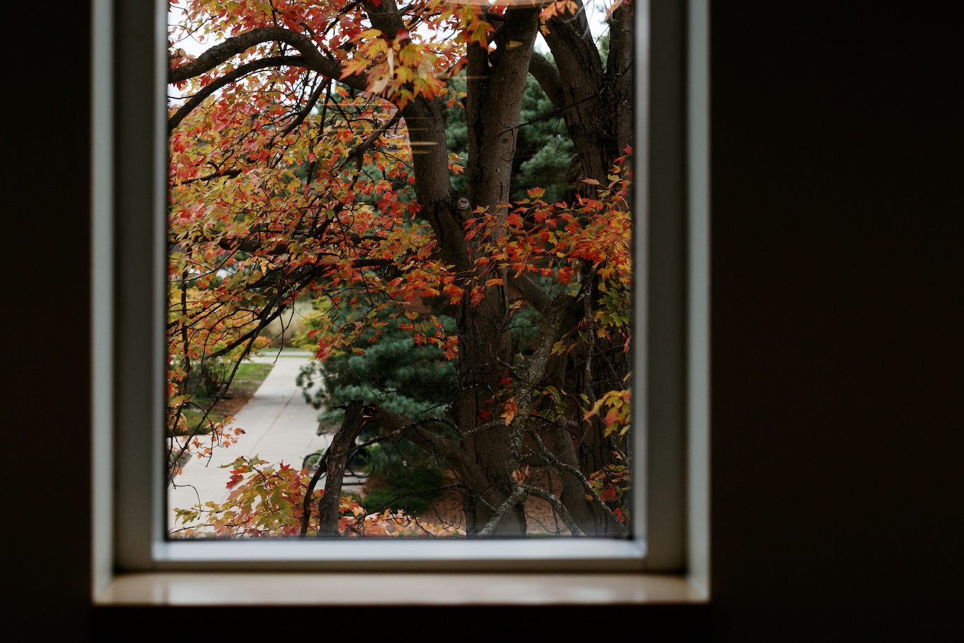 A large tree with orange and yellow leaves is seen outside of a rectangle window.