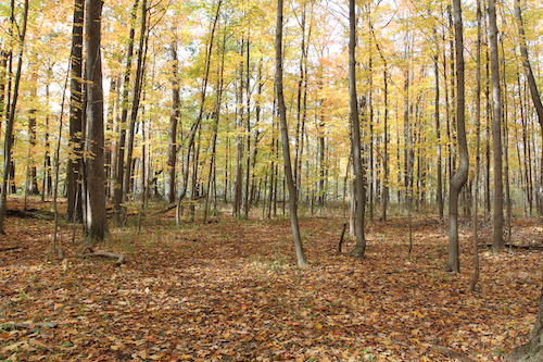 maple forest