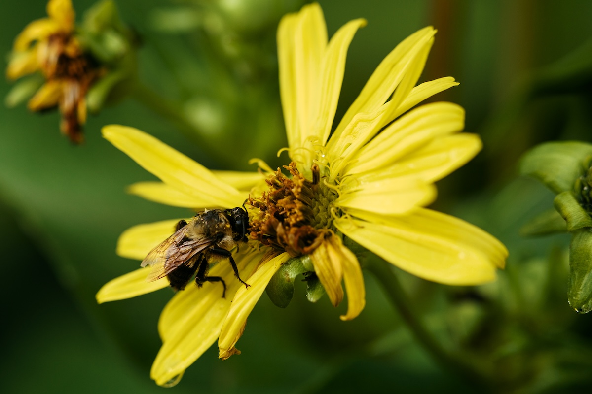 A bee pollinates a bright yellow flower. Behind the flower, there is green shadows and grass.