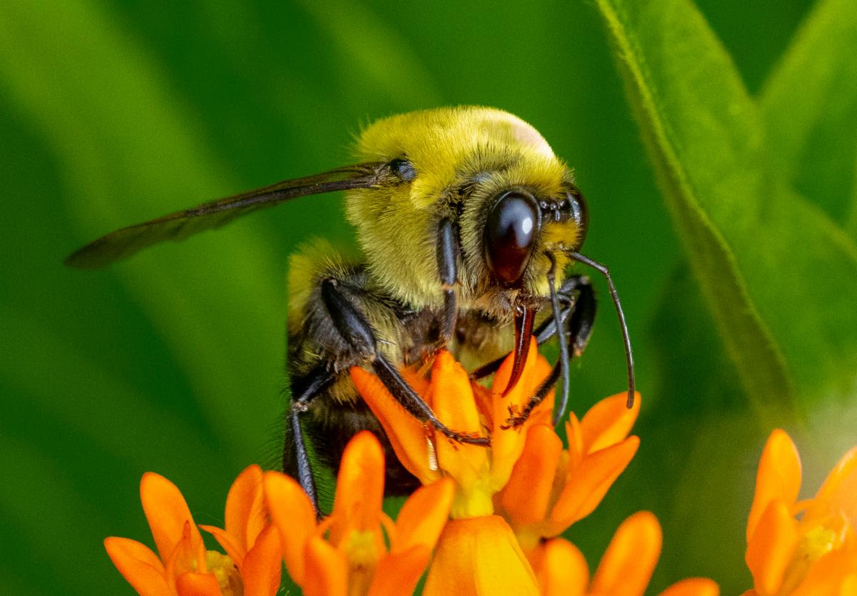 Bumble Bee Close-Up by Craig Bamm