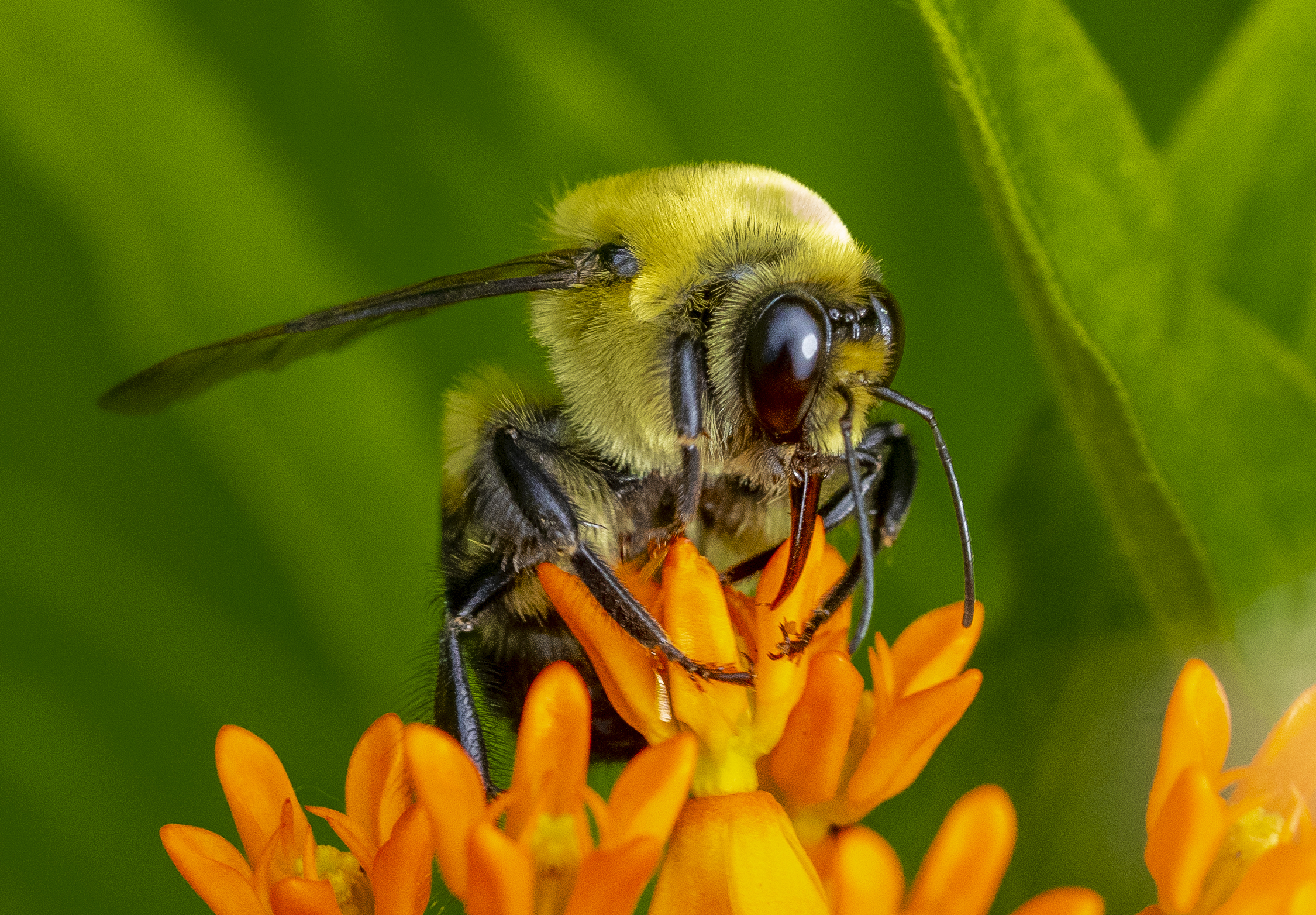 Bumble Bee Close-Up