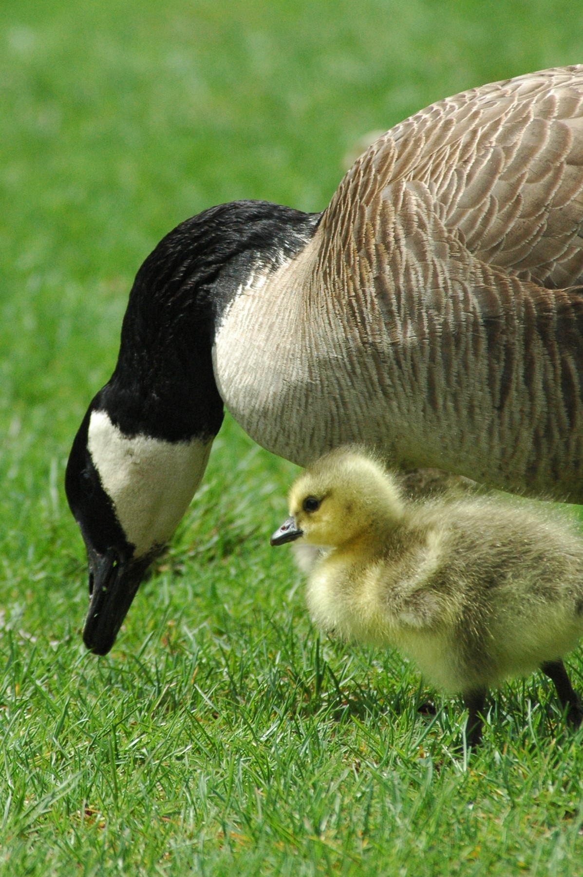 Goose leans down to eat grass with gosling nearby