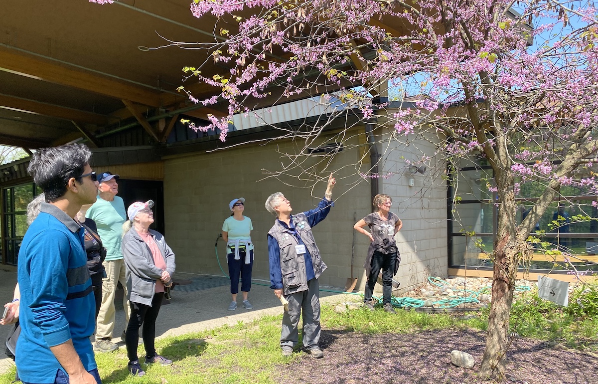 A group of people gather around an Eastern Redbud tree that's in bloom.