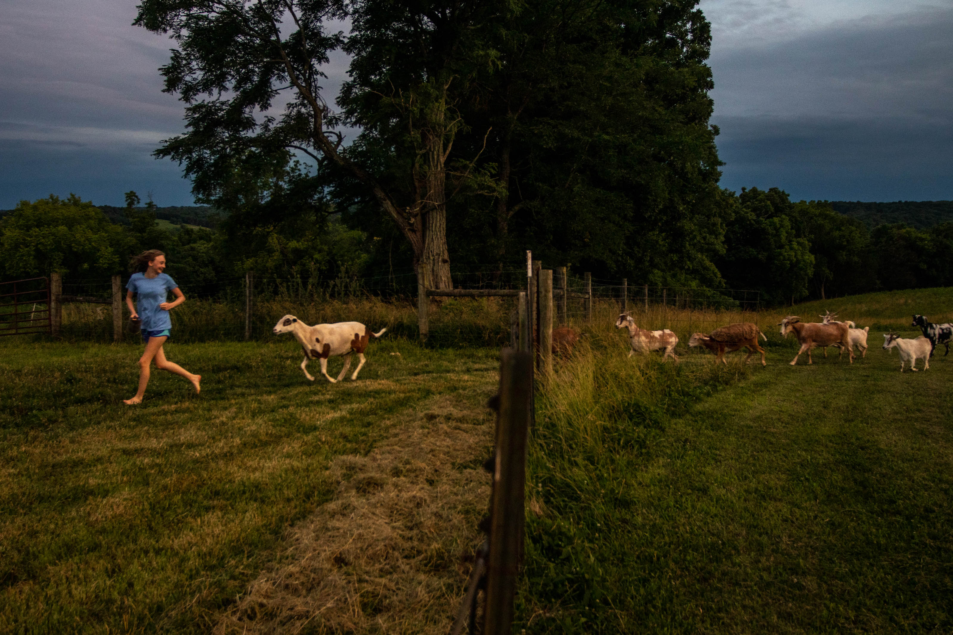 A teenage girl runs through a field with goats chasing her on a summer night at dusk