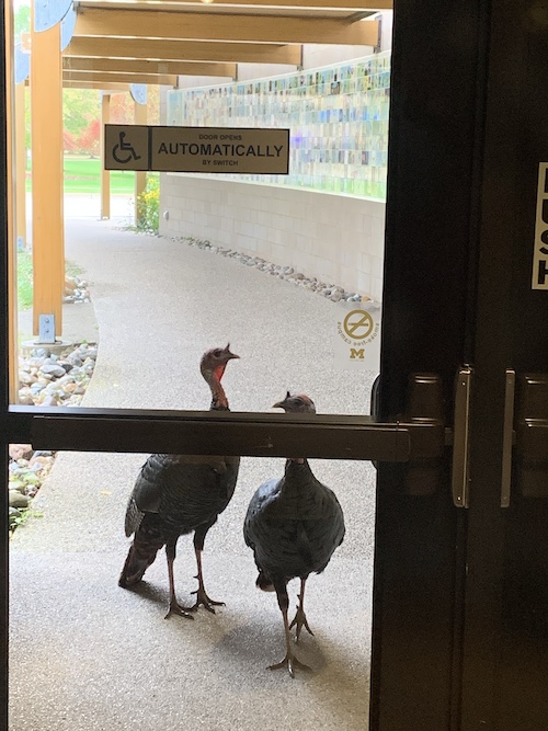 turkey wait to enter the building
