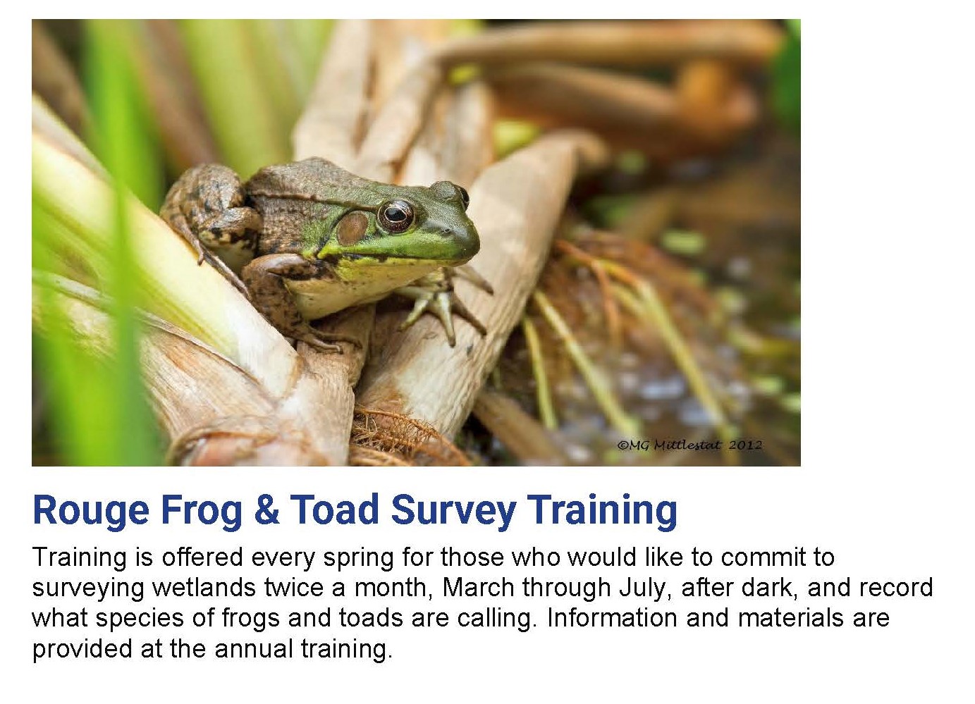 Training is offered in the spring to train those who want to survey wetlands twice a month, March through July. Image is a toad in wetlands.