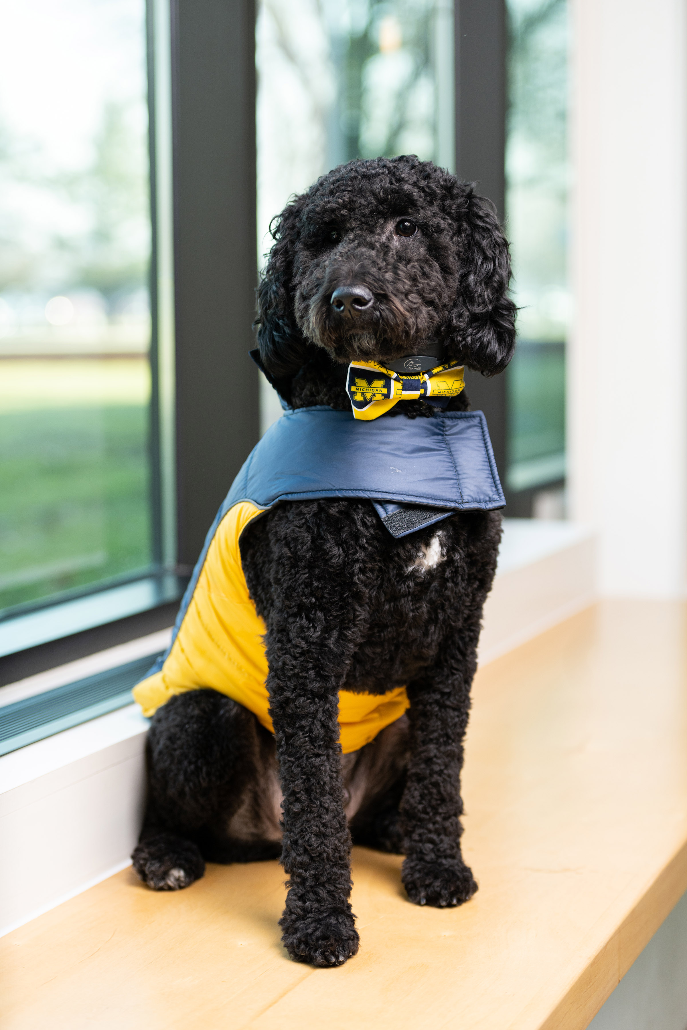 Moses, a black goldendoodle that is UM-Dearborn's therapy dog, wears a maize and blue doggy vest.
