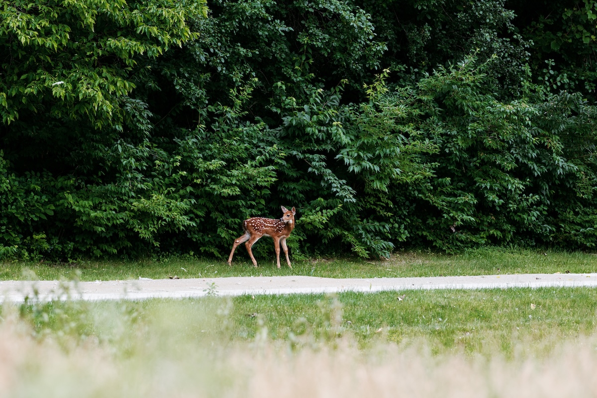 A brown spotted deer stands on the grass with a forest of trees in the background
