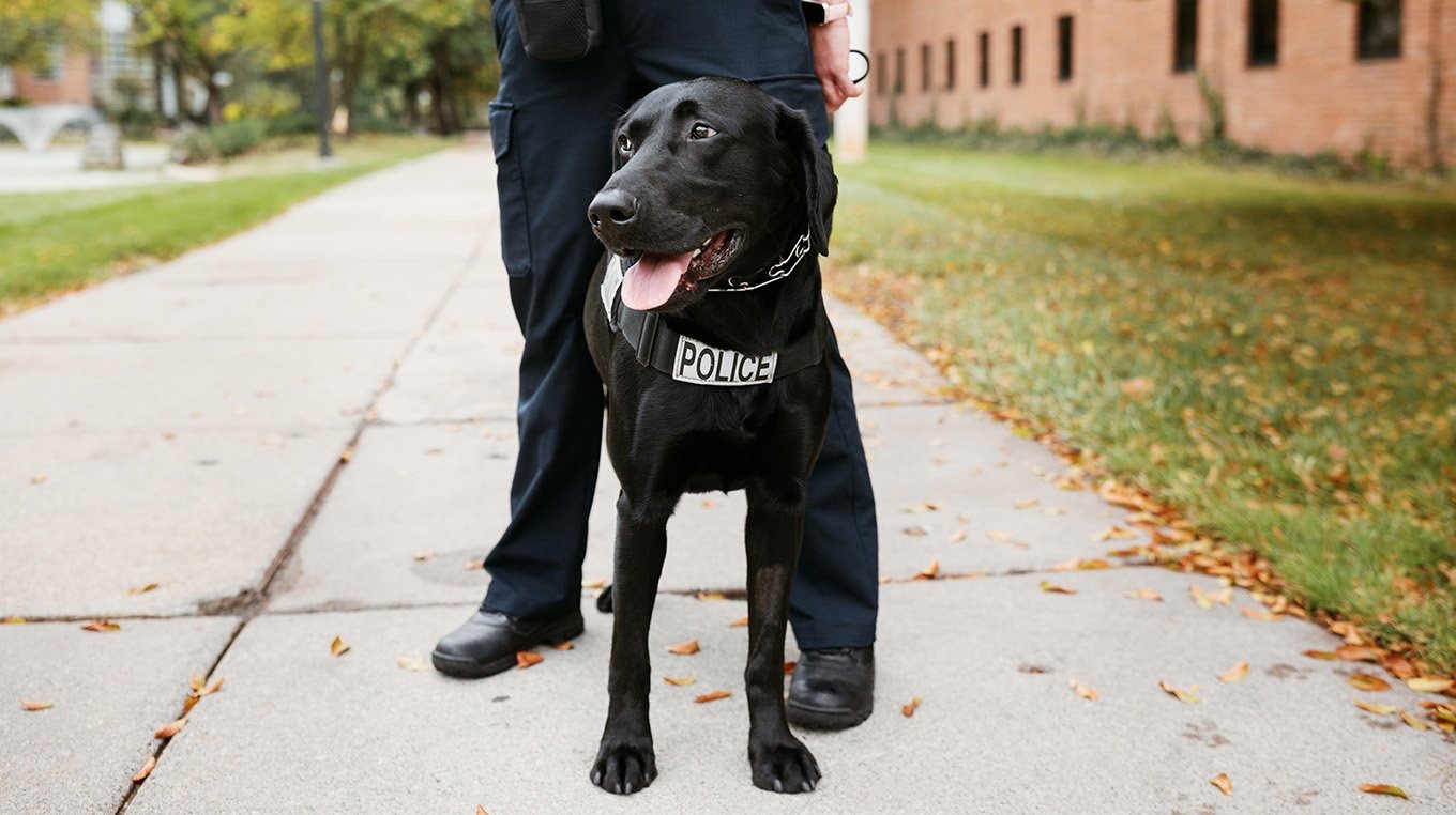 A black lab police dog and its handler stand on a sidewalk on a university campus