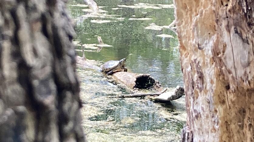 Many logs had multiple turtles, but this larger turtle wanted its own log.