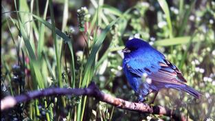 An Indigo Bunting. Photo by Jim Simek