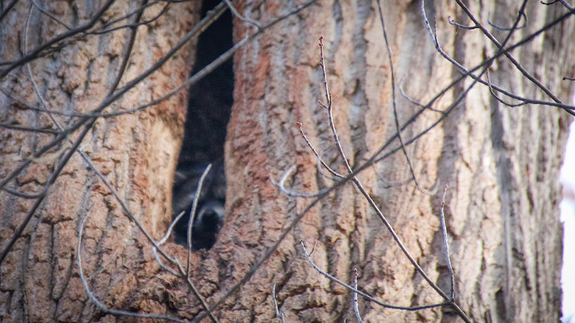 Winter Trail Raccoons