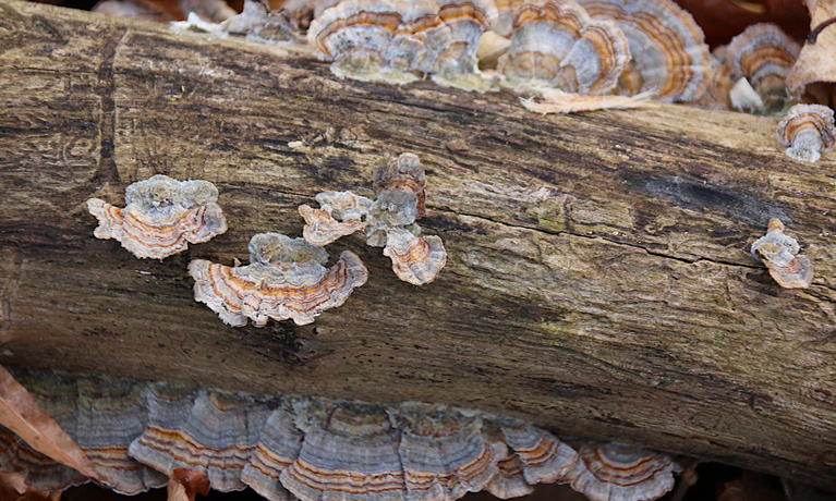 Turkey Trail Mushrooms