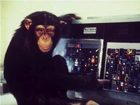 Chimps participate in Francine Dolins' research