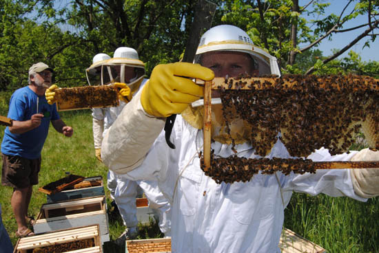 Ryan Keeling shows how bees are drawing out comb on a bee frame