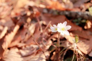 A photography Murray took during her ASB trip in Maryville Tenn in 2011