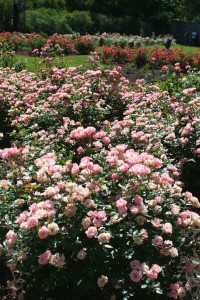 Henry Ford Estate Rose Garden
