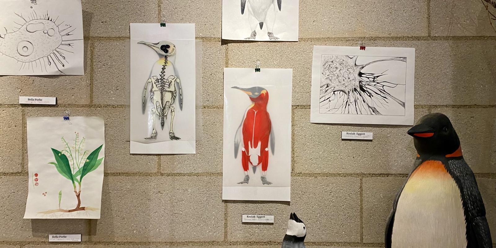 Photo of art that is in the EIC lobby. It's for the Scientific Illustration course.