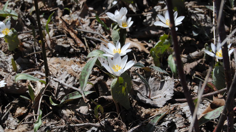 Bloodroot plant in Environmental Study Area