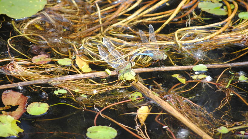 Dragonflies in Rose Garden Pond in Environmental Study Area