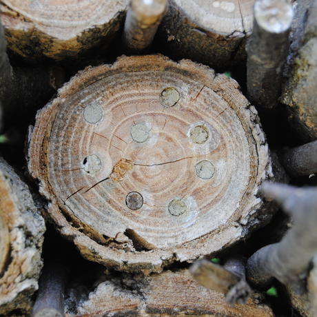 Mason bee-filled holes in an insect hotel