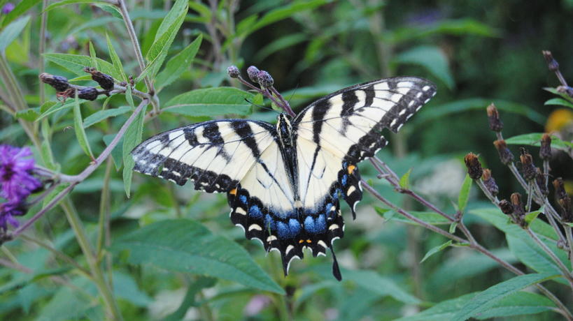 Eastern tiger swallowtail visits flowers in the Pollinator Garden