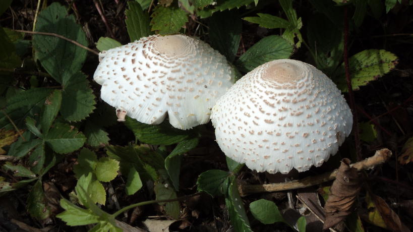 EIC-Rain Garden-Mushrooms