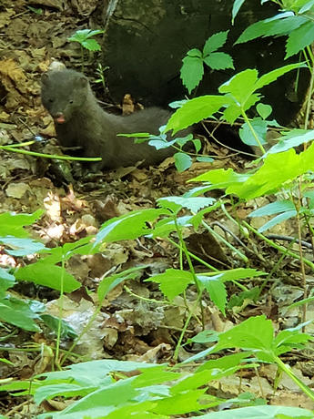 A mink in the Environmental Study Area 